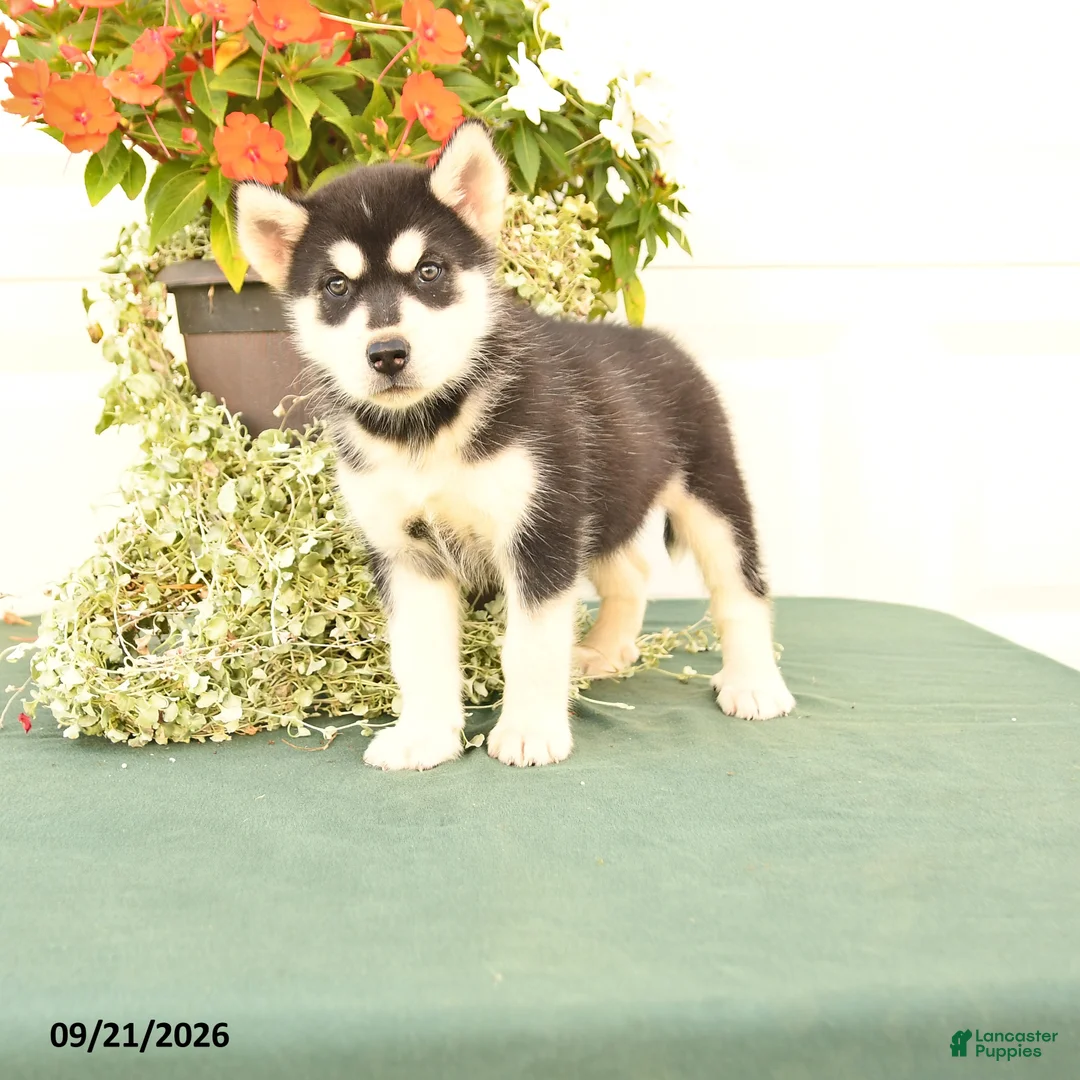 Alaskan Malamute dogs for sale: Clara - Ad 1