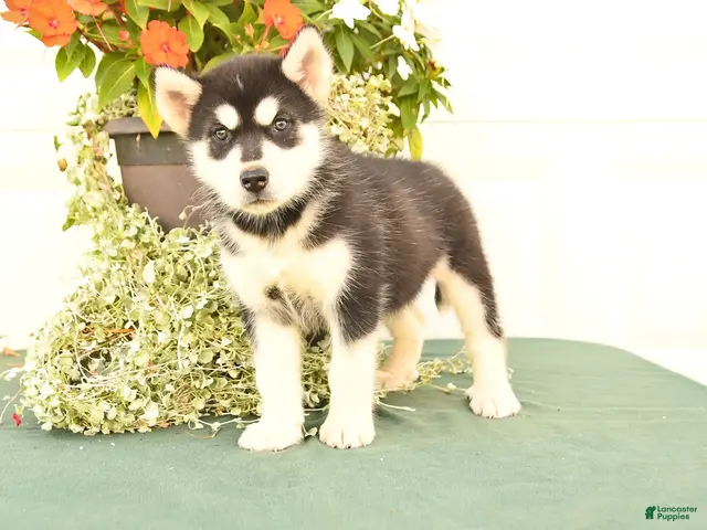 Alaskan Malamute dogs for sale: Clara - Ad 1