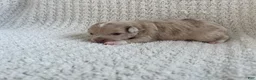 Chihuahua dogs for sale: Ashley - Ad 3
