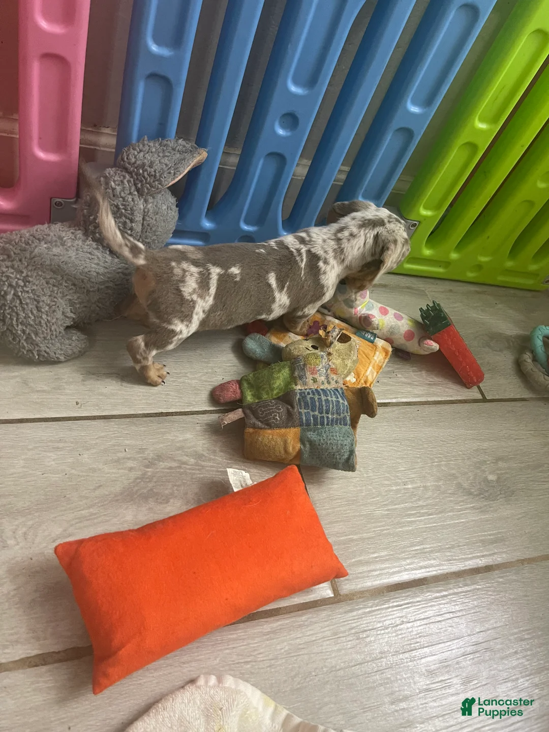 Miniature Dachshund dogs for sale: Scamp - Mini Isabella Dapple Boy  - Ad 5