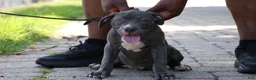 American Bully dogs for sale: Venus - Ad 11