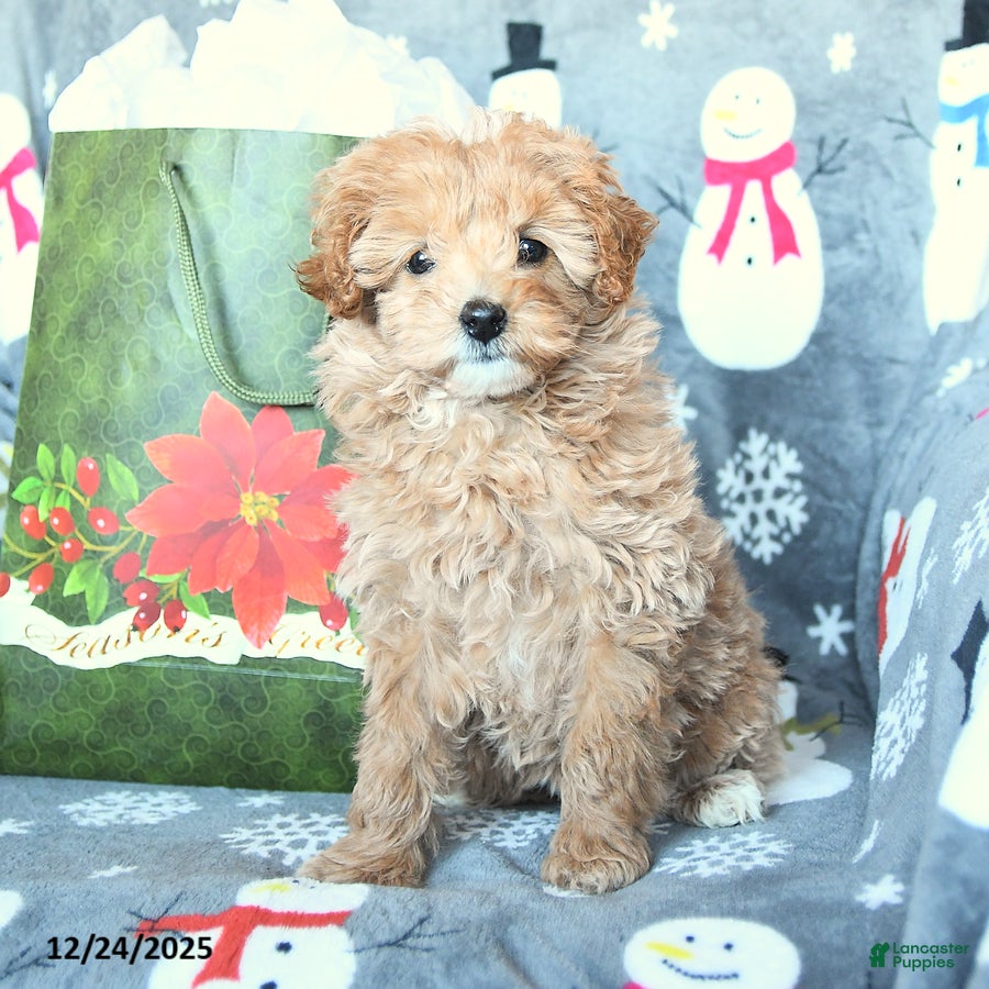 Mini Goldendoodle dogs Darling - Ad 2
