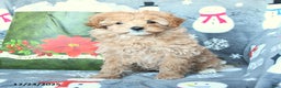 Mini Goldendoodle dogs for sale: Darling - Ad 2