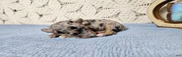 Mini Goldendoodle dogs for sale: Pepper - Ad 9