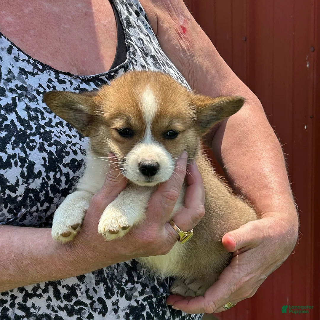 Gallery Image {{count}}