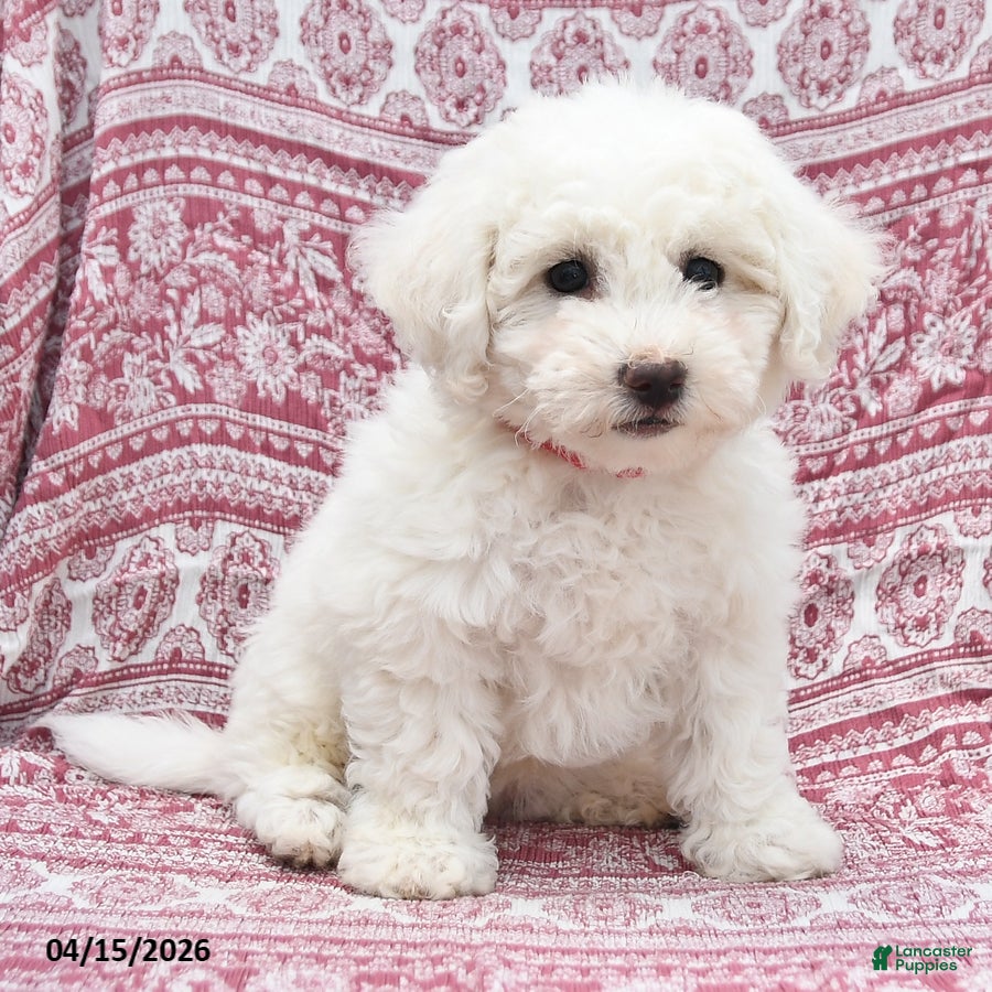 Bichon Frise dogs Nina - Ad 2