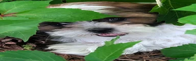LIL GreenBean