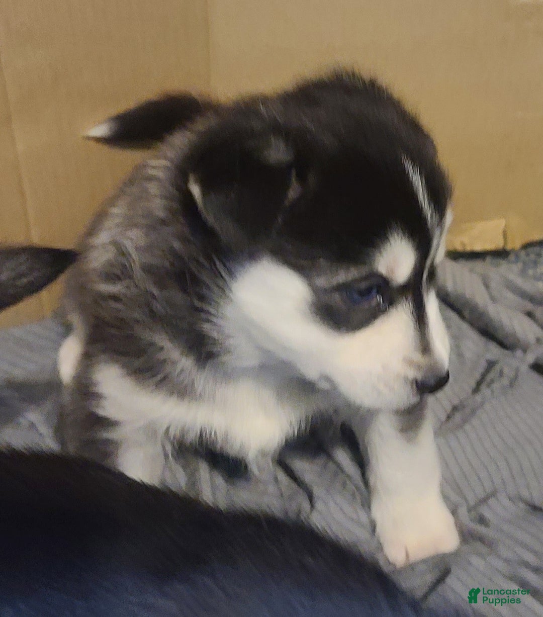 Pomsky dogs for sale: Daisy - Ad 4