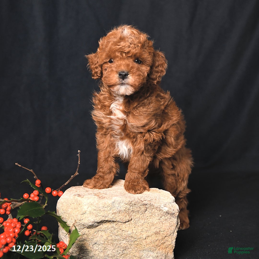 Toy Poodle dogs for sale: Tiny Landon - Ad 4