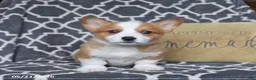 Welsh Corgi Pembroke dogs for sale: Happy - Ad 4