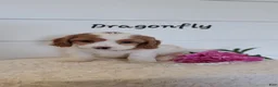 Cavapoo dogs for sale: Dragonfly  - Ad 2
