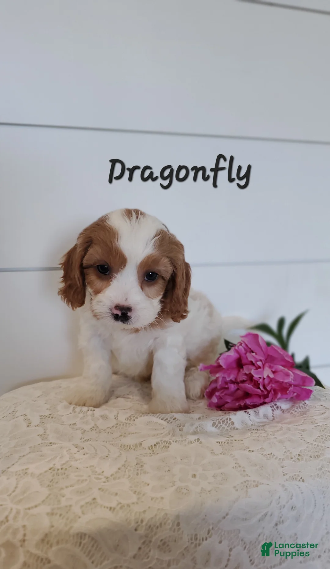 Cavapoo dogs for sale: Dragonfly  - Ad 2