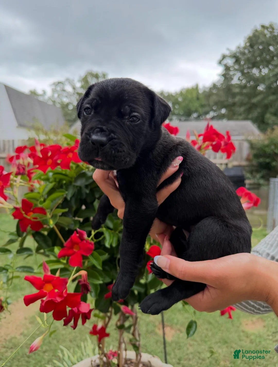 Cane Corso dogs for sale: Cane Corso (White) - Ad 2