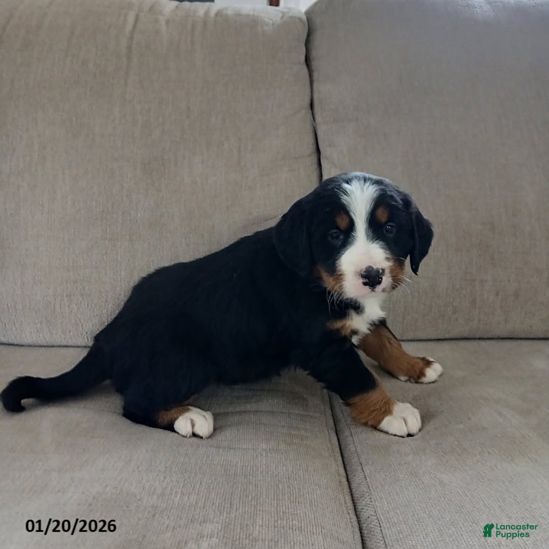 Bernese Mountain Dog dogs for sale: Maya - Ad 2