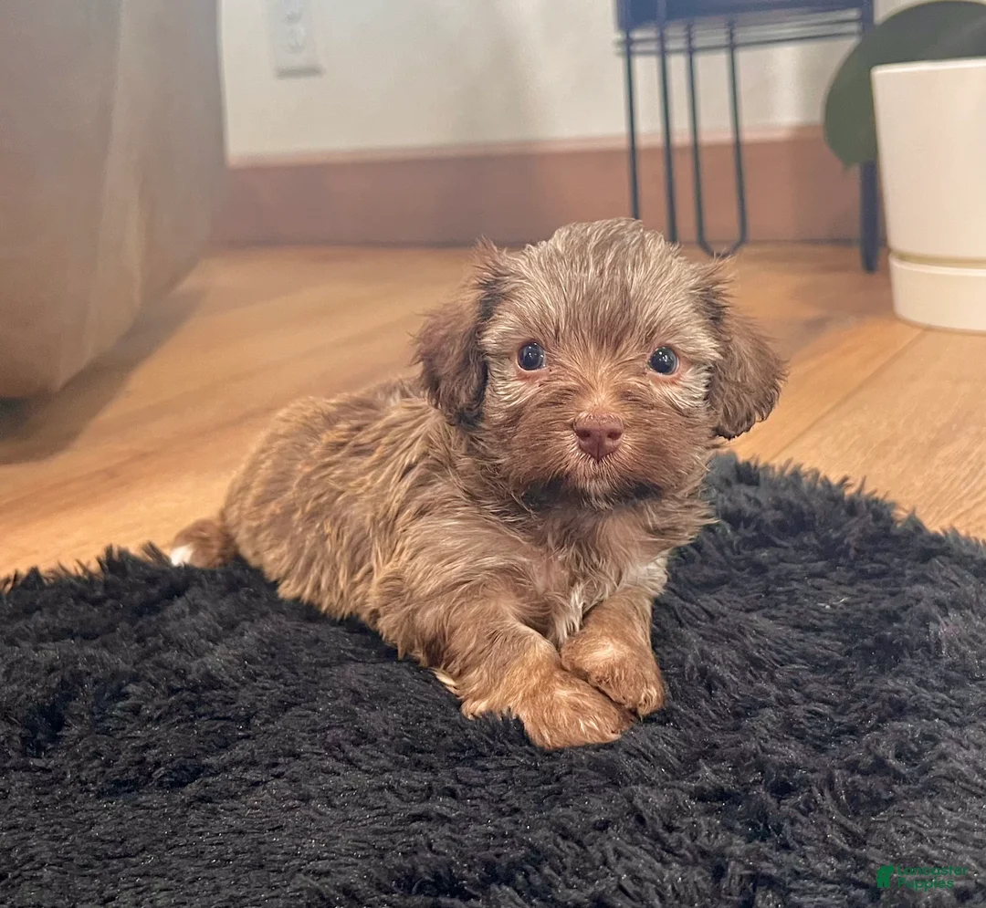 Havanese dogs for sale: Charlie - Ad 2