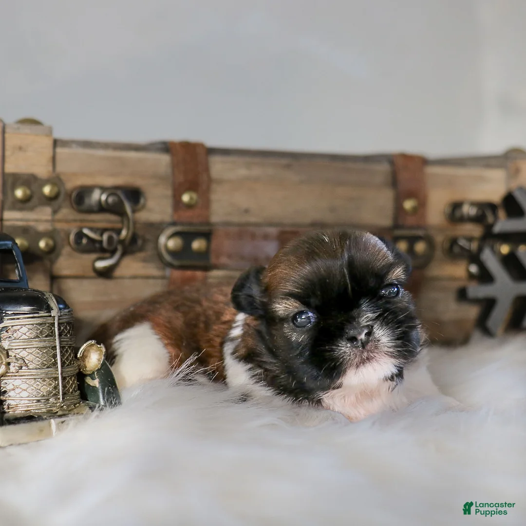 Shih Tzu dogs for sale: Jackie Shih Tzu Puppy  - Ad 4