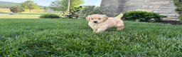 Golden Retriever dogs for sale: Max - Ad 3