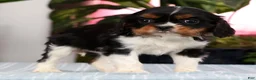 Cavalier King Charles Spaniel dogs for sale: Polly - Ad 9