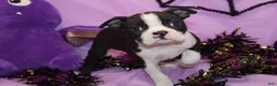 Boston Terrier dogs for sale: Zellah Our Curious Little Girl with a Big Personality - Ad 6