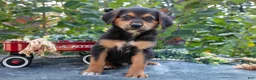 German Shepherd dogs for sale: Ryan - Ad 2