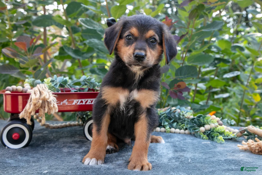 German Shepherd dogs for sale: Ryan - Ad 2