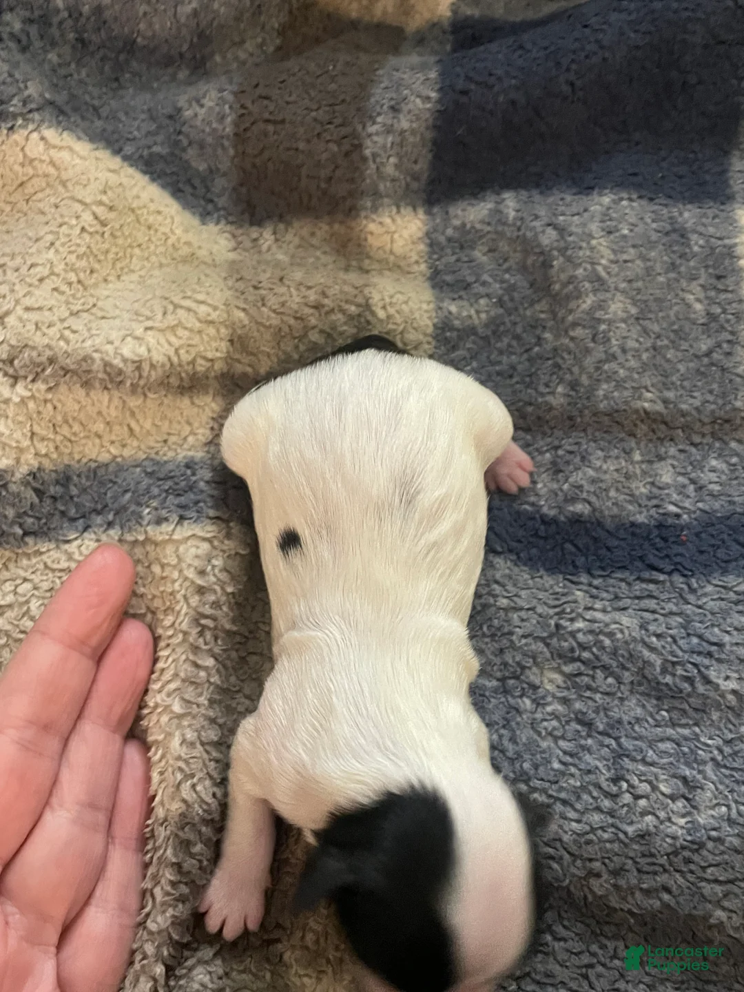 Mixed Breed dogs for sale: Piper - Ad 6