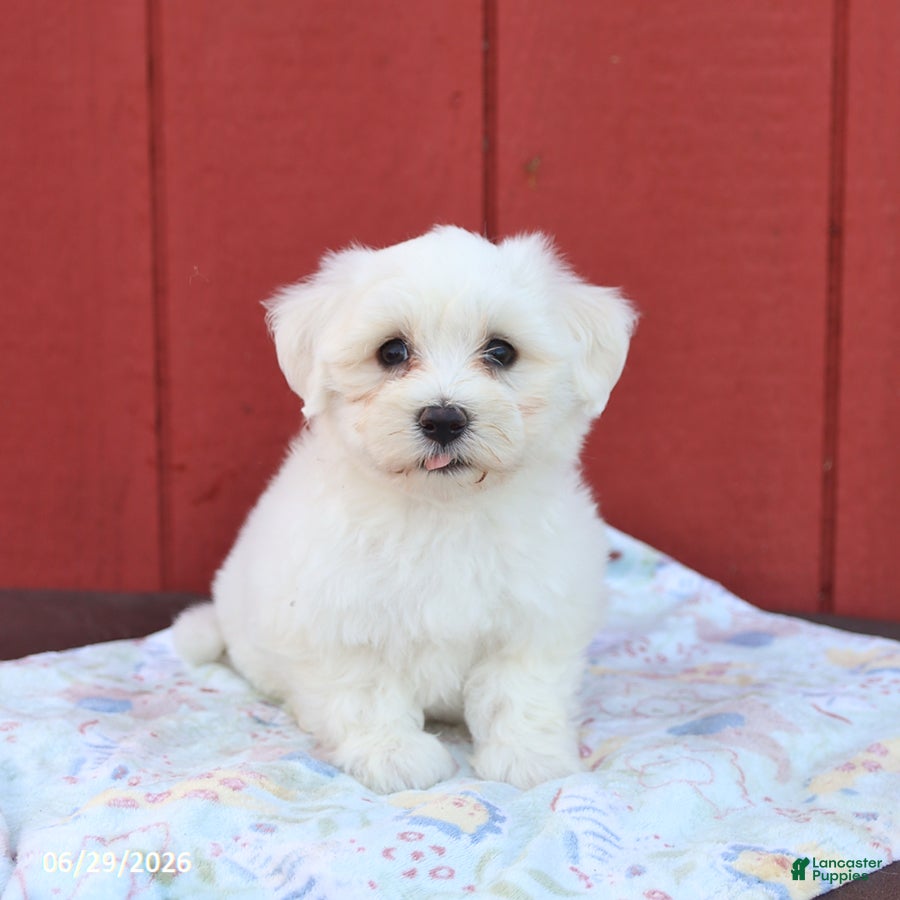 Maltese dogs Norman - Ad 1