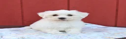Maltese dogs for sale: Norman - Ad 1