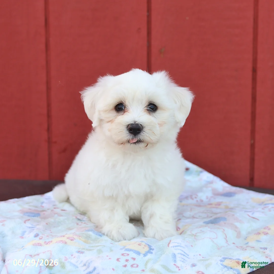 Maltese dogs for sale: Norman - Ad 1