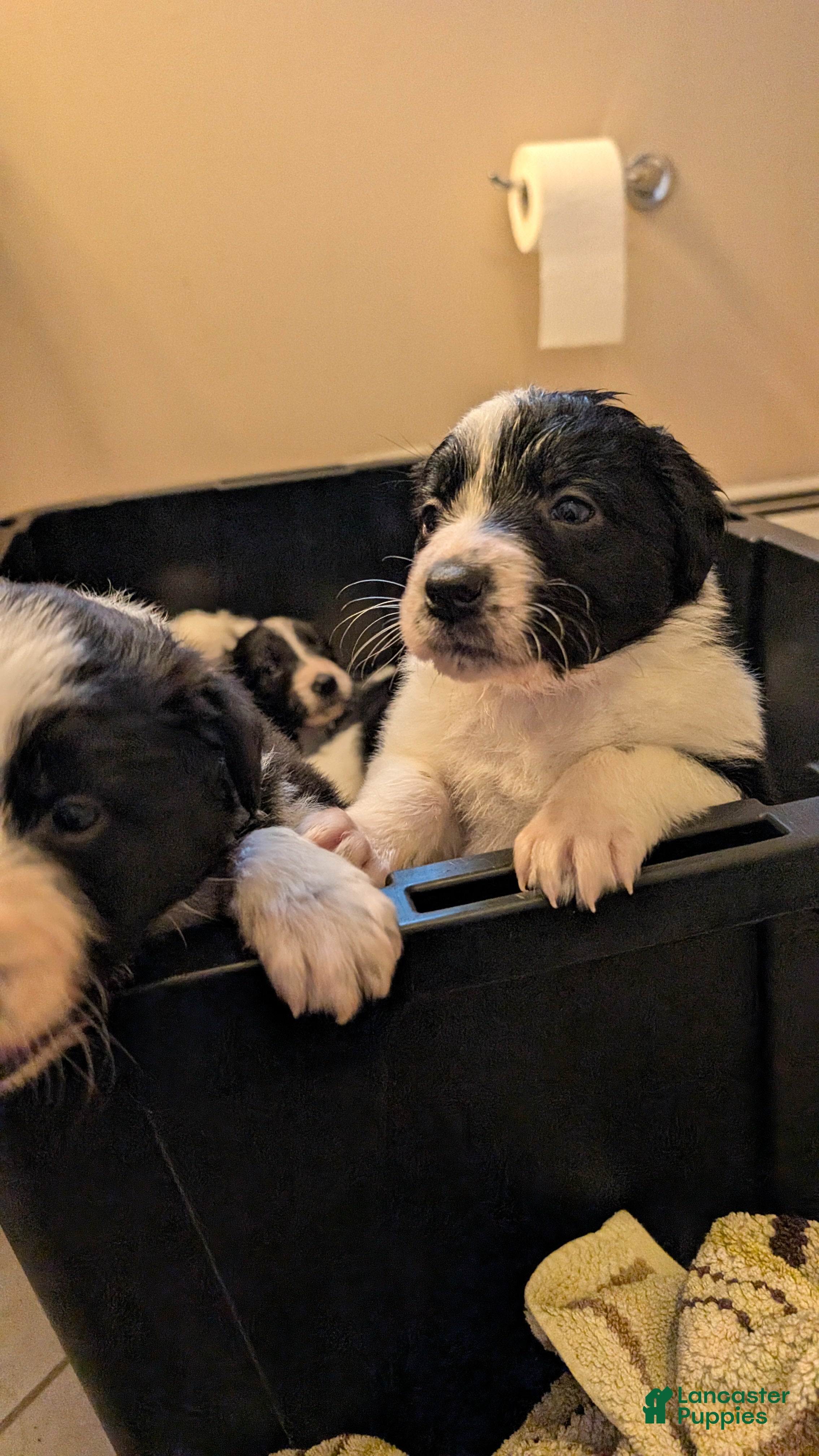 Mixed Breed dogs Nova - Ad 2