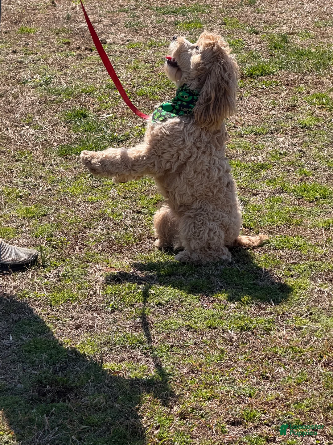 Cockapoo dogs for sale: Ben - Ad 5