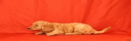 Mini Goldendoodle dogs for sale: Hector - Ad 2