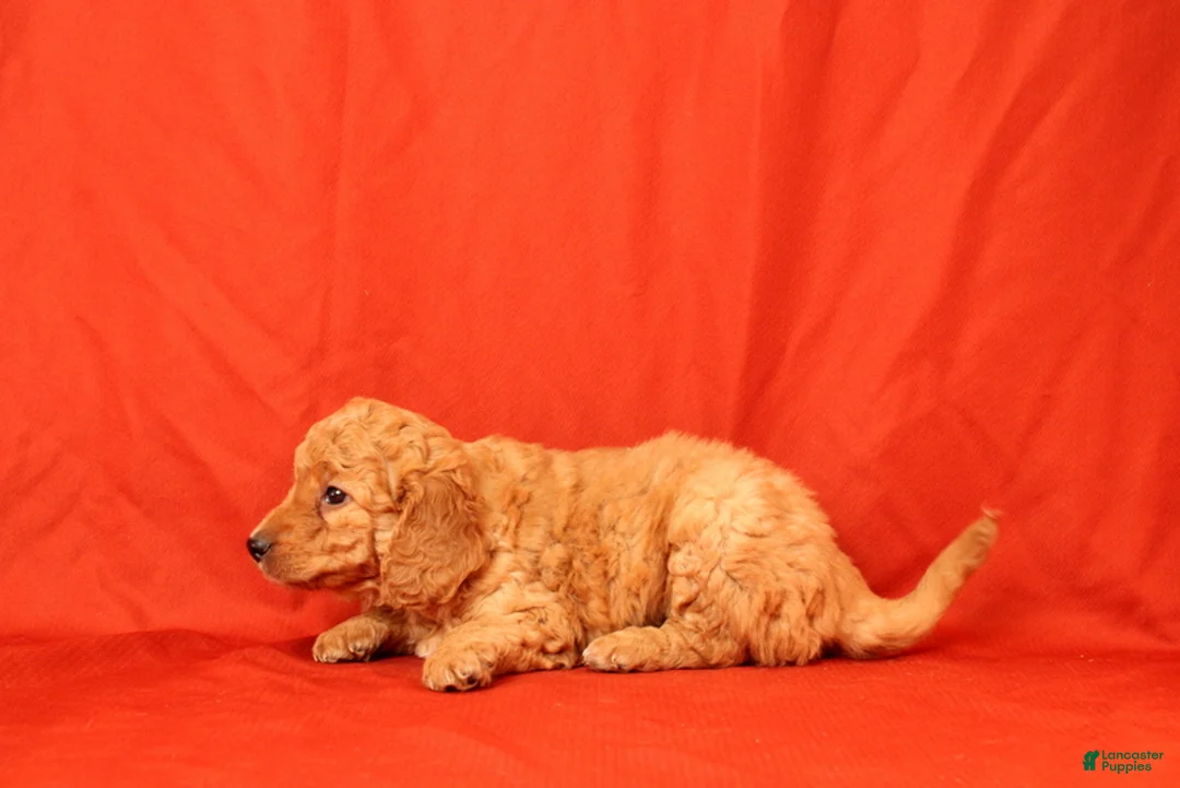 Mini Goldendoodle dogs for sale: Hector - Ad 2