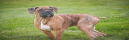 Boxer dogs for sale: Sam - Ad 5