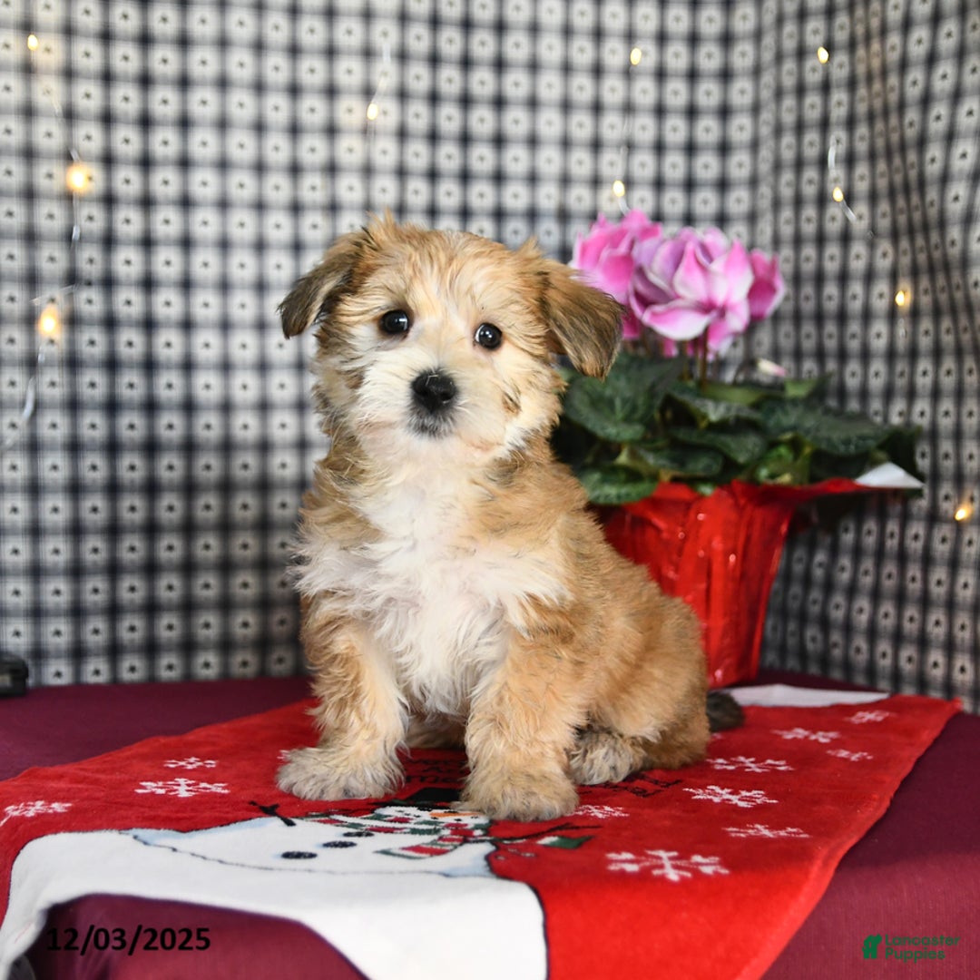 Morkie dogs for sale: Teddy Bear - Ad 2