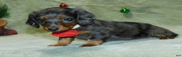 Miniature Dachshund dogs for sale: Miniature Dachshund Puppy 1 - Ad 14