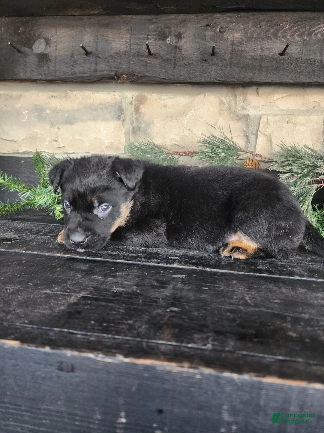 Mixed Breed dogs for sale: Riley - Ad 5