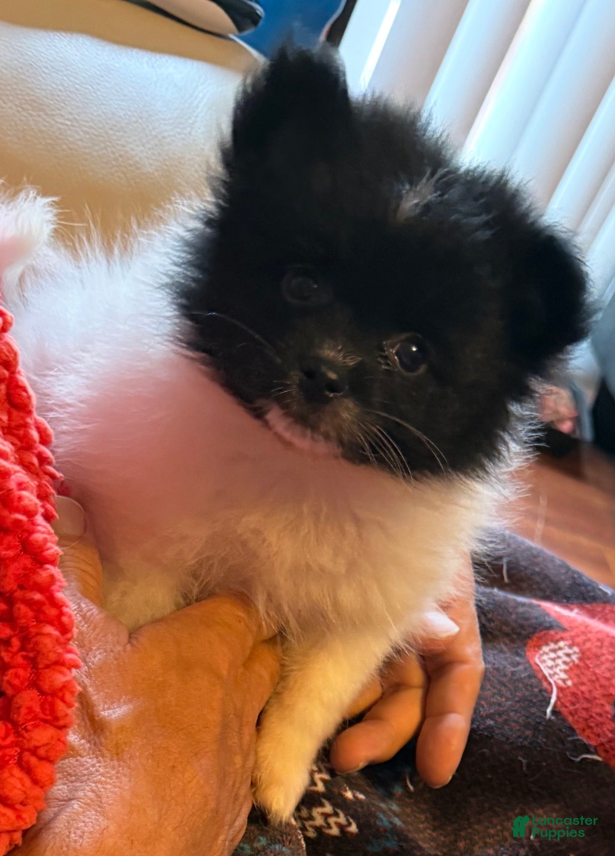 Pomeranian dogs Pebbles - Ad 1