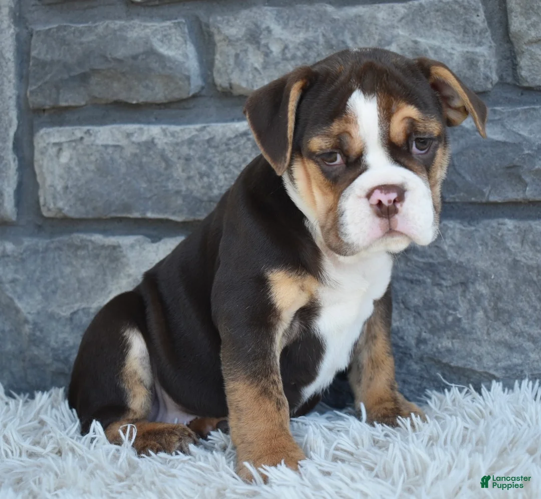 Beabull dogs for sale: Brinley - Ad 2