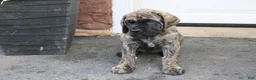 English Mastiff dogs for sale: Sarah - Ad 3