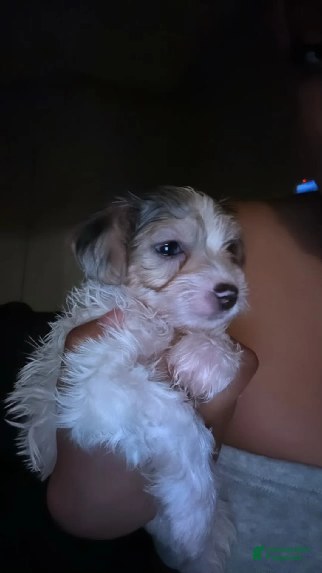 Gallery Image {{count}}