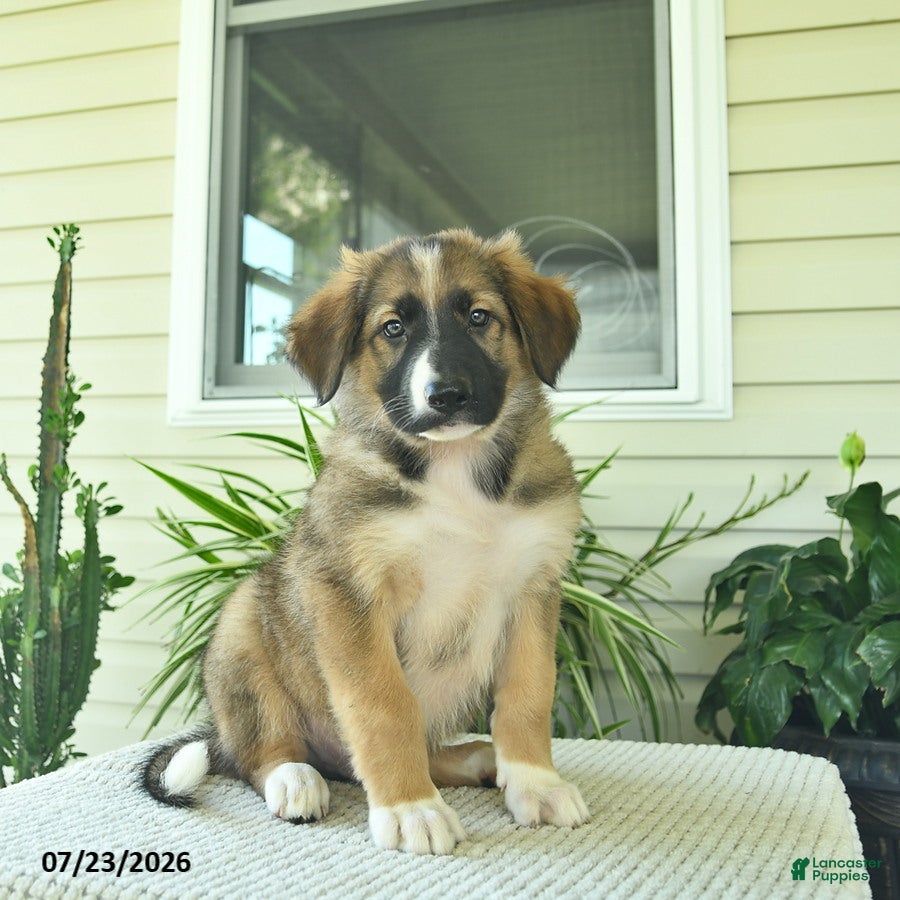 Mixed Breed dogs Rory  - Ad 1