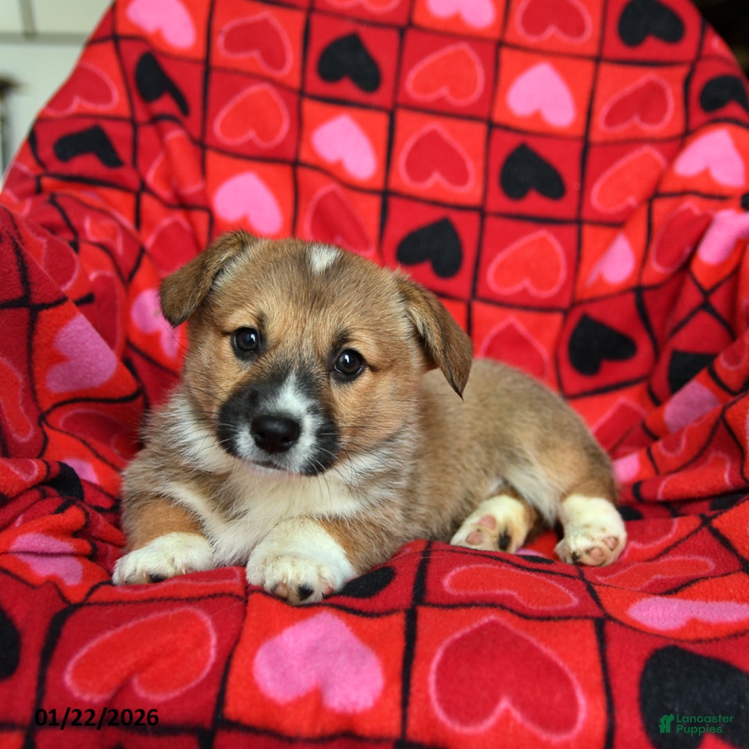 Welsh Corgi Pembroke dogs for sale: Sprinkles - Ad 4