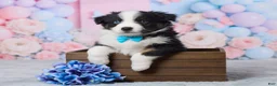 Australian Shepherd dogs for sale: Buddy - Ad 1