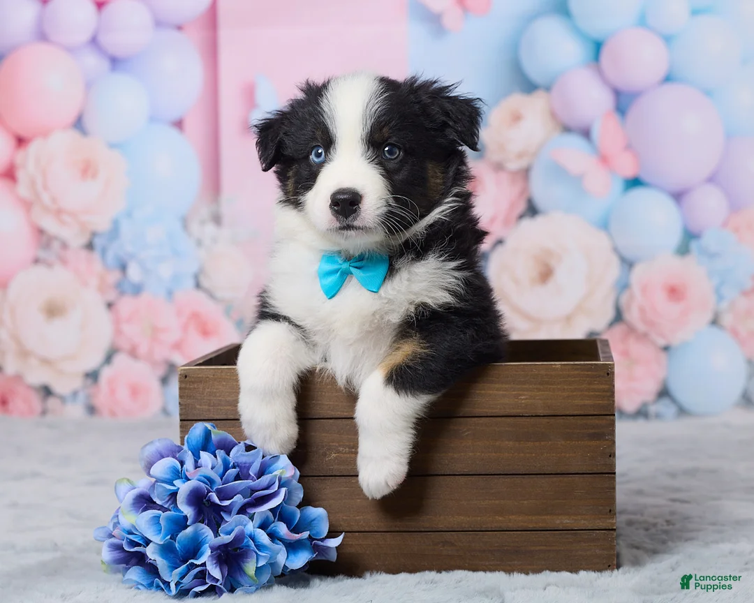 Australian Shepherd dogs for sale: Buddy - Ad 1