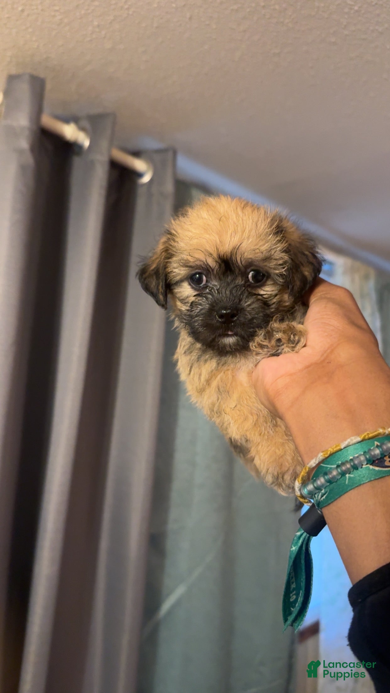 Shih Tzu dogs for sale: Shih Tzu 1 - Ad 17