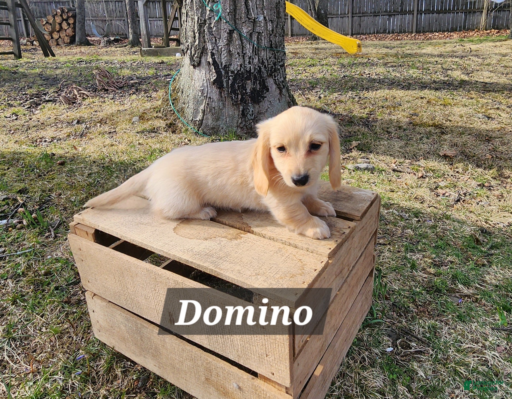 Miniature Dachshund dogs Domino - Ad 2