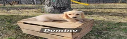 Miniature Dachshund dogs for sale: Domino - Ad 2