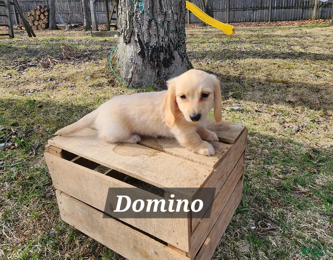 Miniature Dachshund dogs for sale: Domino - Ad 2