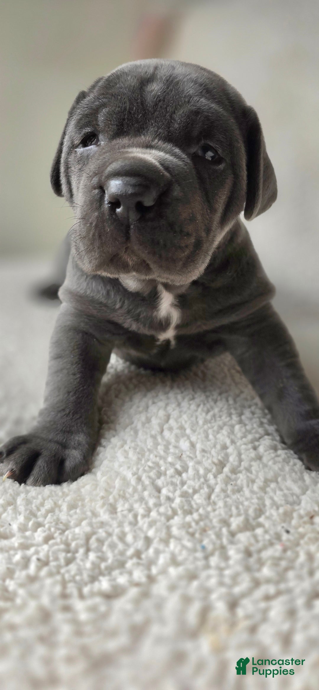 Cane Corso dogs for sale: Cane Corso Puppy 1 - Ad 2